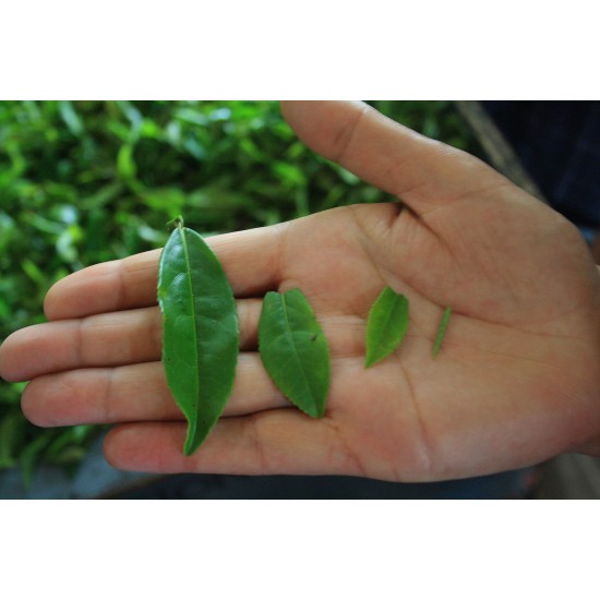Green Tea